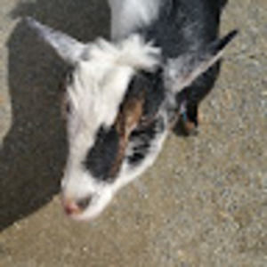 Meet your Posher, Carletta